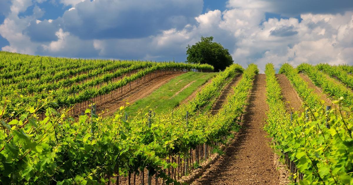 «Jusqu’à présent, les vignerons n’étaient probablement pas assez inquiets» : la viticulture hongroise menacée par la flavescence dorée