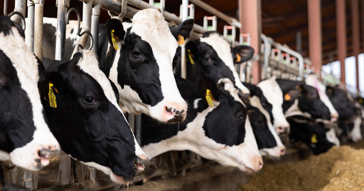 Dermatose nodulaire contagieuse : comment l’État indemnise les éleveurs touchés par les abattages