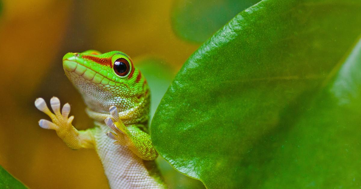 La force de Van der Waals : l’étonnant pouvoir électromagnétique des reptiles