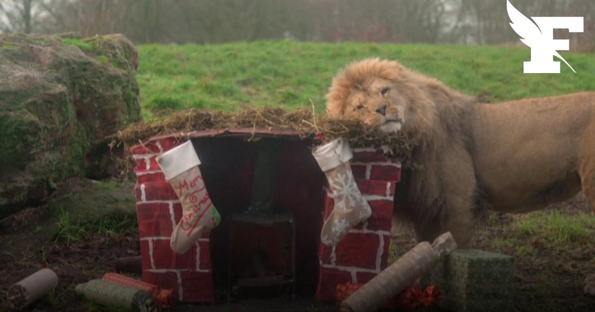 Lions, éléphants, pingouins... En Angleterre, les animaux d’un zoo ont adopté la magie de Noël
