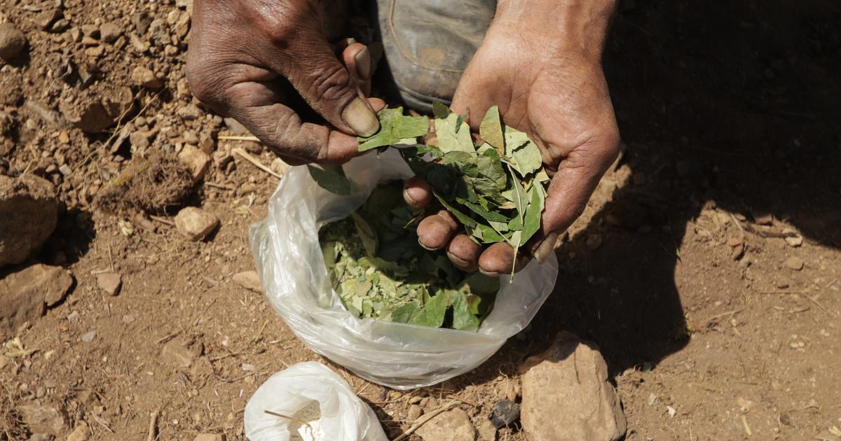 Colombie : le gouvernement lance la pulvérisation par drones de glyphosate sur des plantations de coca