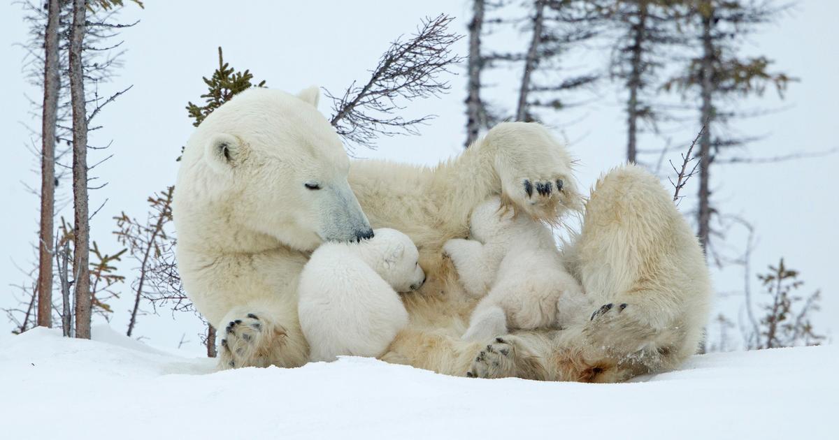 «C’est une belle histoire» : une adoption rarissime observée chez les ours polaires au Canada