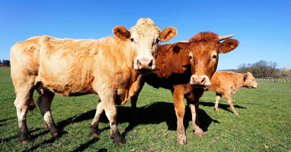 Dermatose nodulaire : un nouveau cas détecté dans les Pyrénées-Orientales