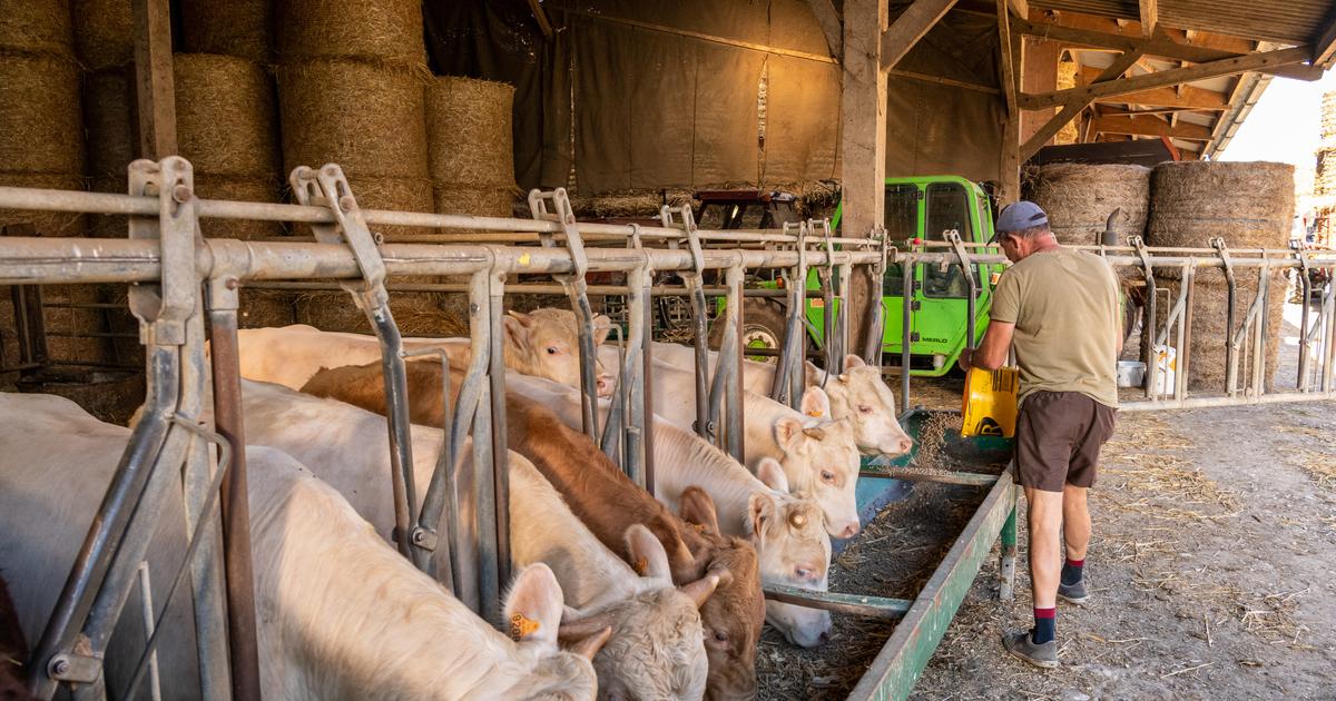 Dermatose bovine : un nouveau foyer confirmé en Haute-Garonne, 115 foyers au total enregistrés depuis juin