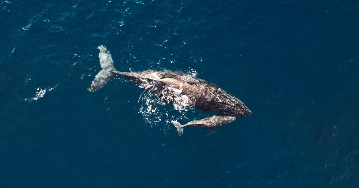 Des drones sont envoyés dans le souffle des baleines pour surveiller leur santé dans l’Atlantique Nord