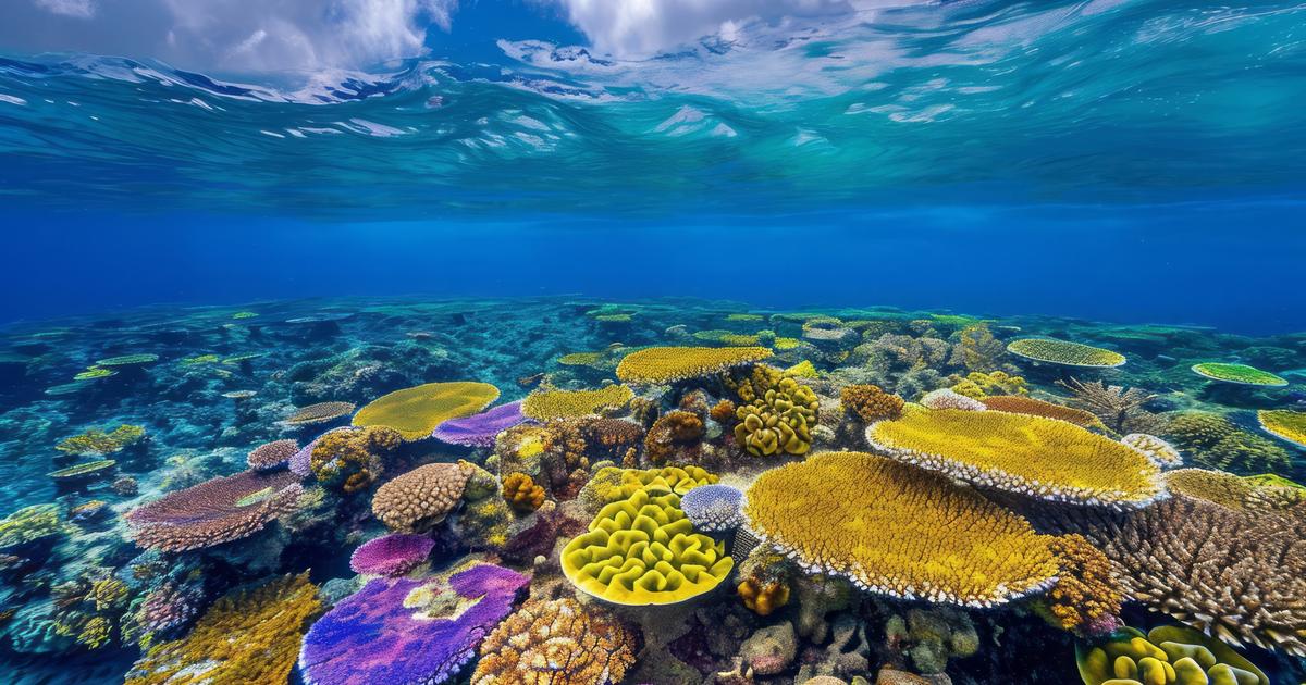 Caraïbes : près de la moitié des récifs coralliens ont disparu depuis 1980, selon un rapport