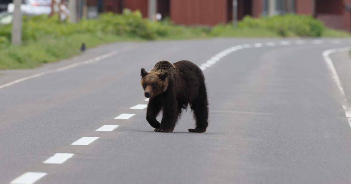 Japon: après les attaques d'ours, leur viande à la carte des restaurants
