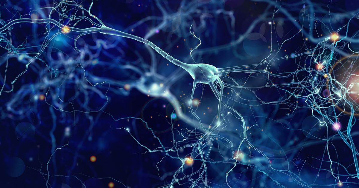 Ces intelligences artificielles «vivantes» composées de véritables neurones