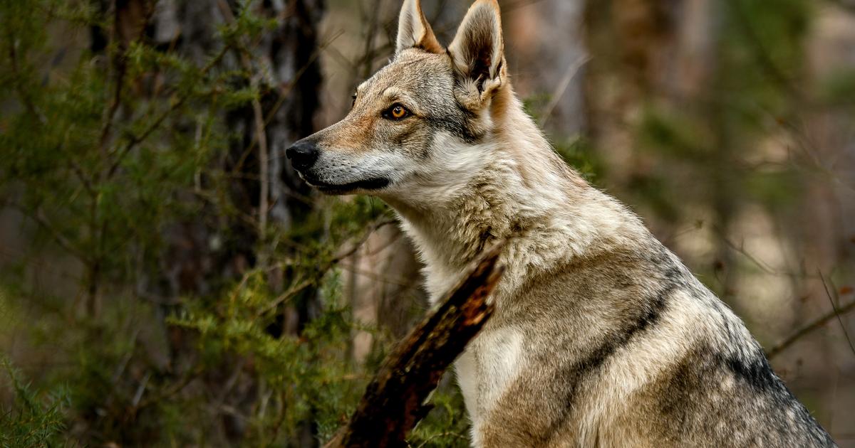 La Finlande réautorisera la chasse au loup en 2026