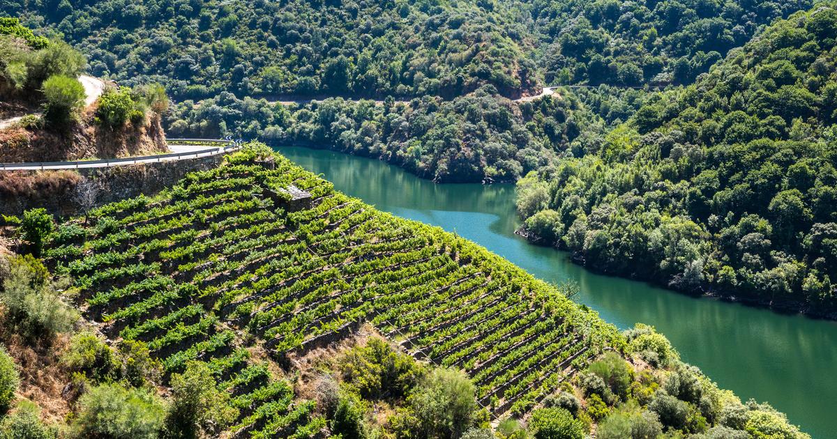 Ce vignoble confidentiel en passe de devenir l’un des plus attractifs d’Europe