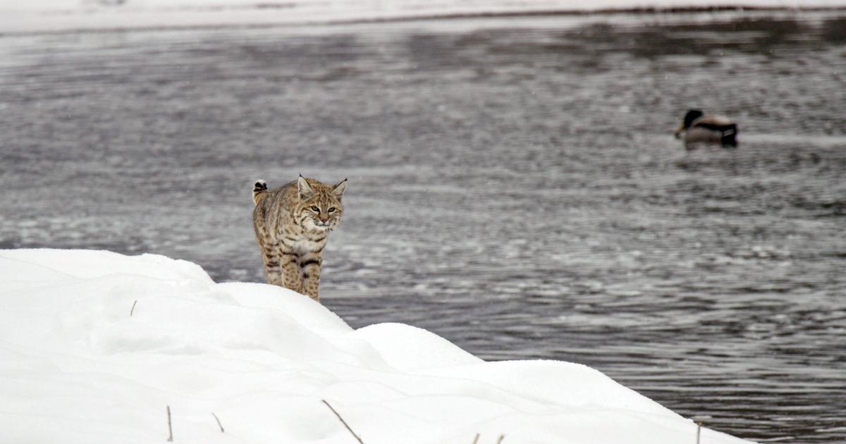 « Yellowstone, nature extrême » : western animalier