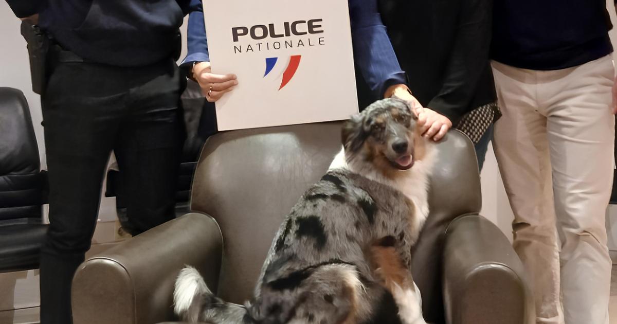 Coopération internationale, perquisitions... Vaste mobilisation pour retrouver Uki, un chien disparu à Cannes