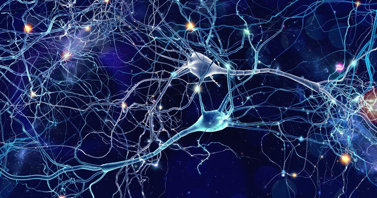« C’est une grande surprise ! » : des neurones « mal positionnés » peuvent fonctionner normalement