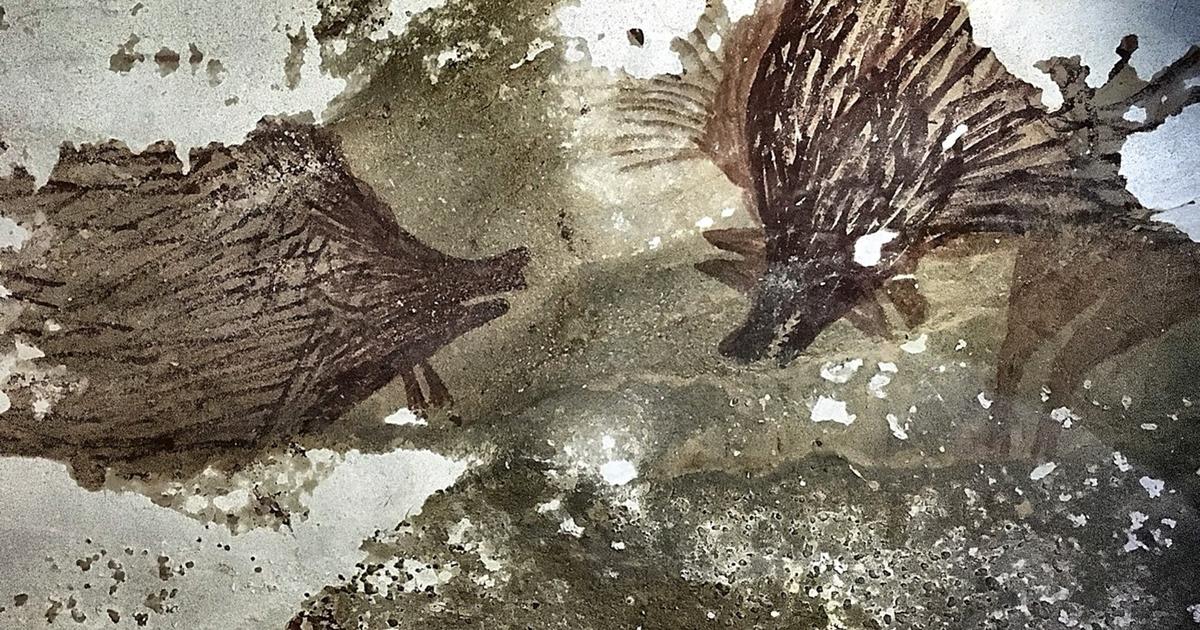 Comment les cochons ont franchi la «frontière invisible de Wallace» en Indonésie