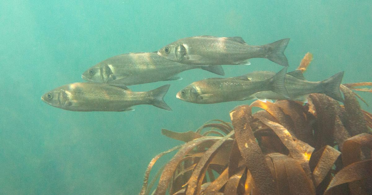 La répétition des vagues de chaleur marine bouleverse les populations de poissons dans l’Atlantique nord