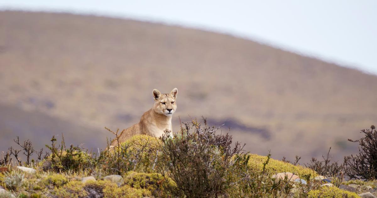 États-Unis : une femme décède après l'attaque présumée d'un cougar