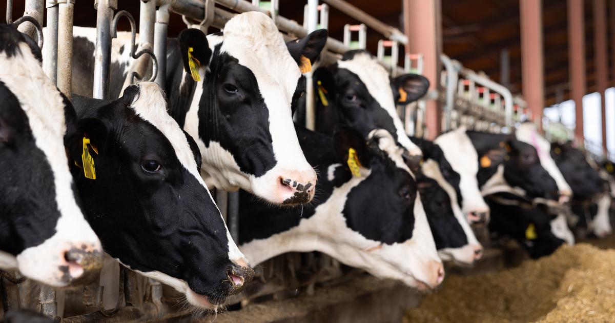 Ariège: un nouveau cas de dermatose signalé dans un élevage bovin