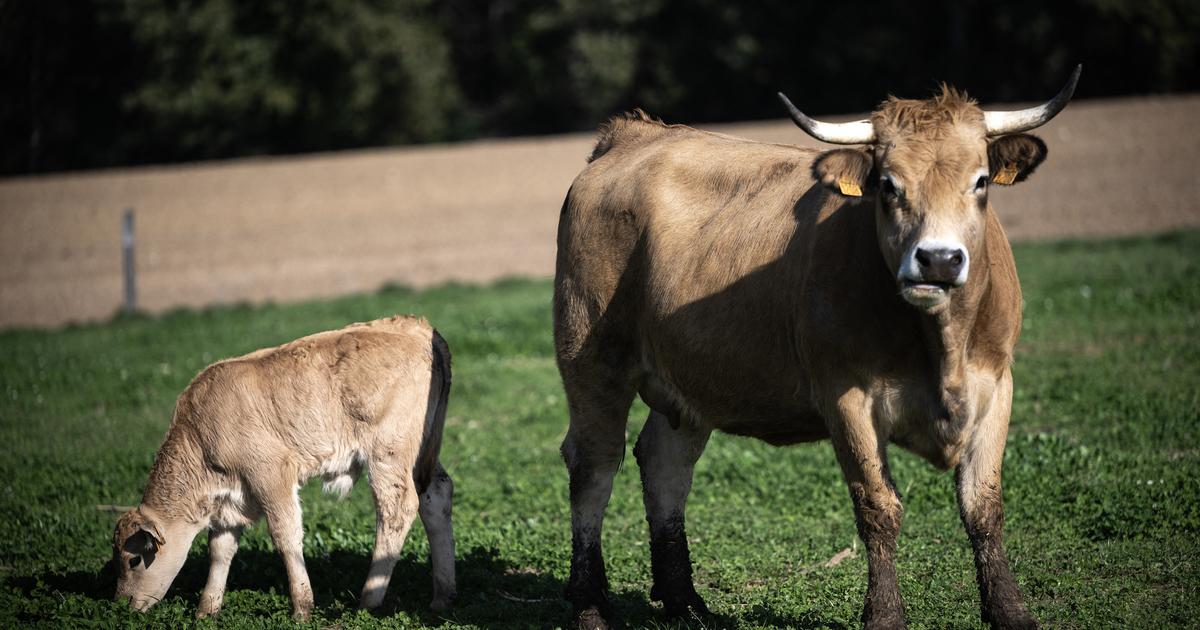 Dermatose nodulaire bovine : un troisième cas détecté en Ariège