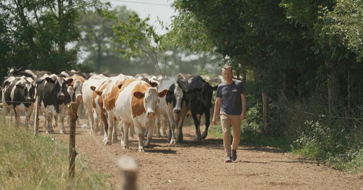 Produits fermiers : comment démêler le vrai du faux