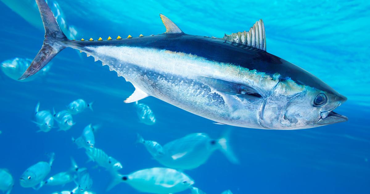 Japon : le «roi du thon» paie un poisson 2,8 millions d'euros lors d’une enchère du Nouvel An