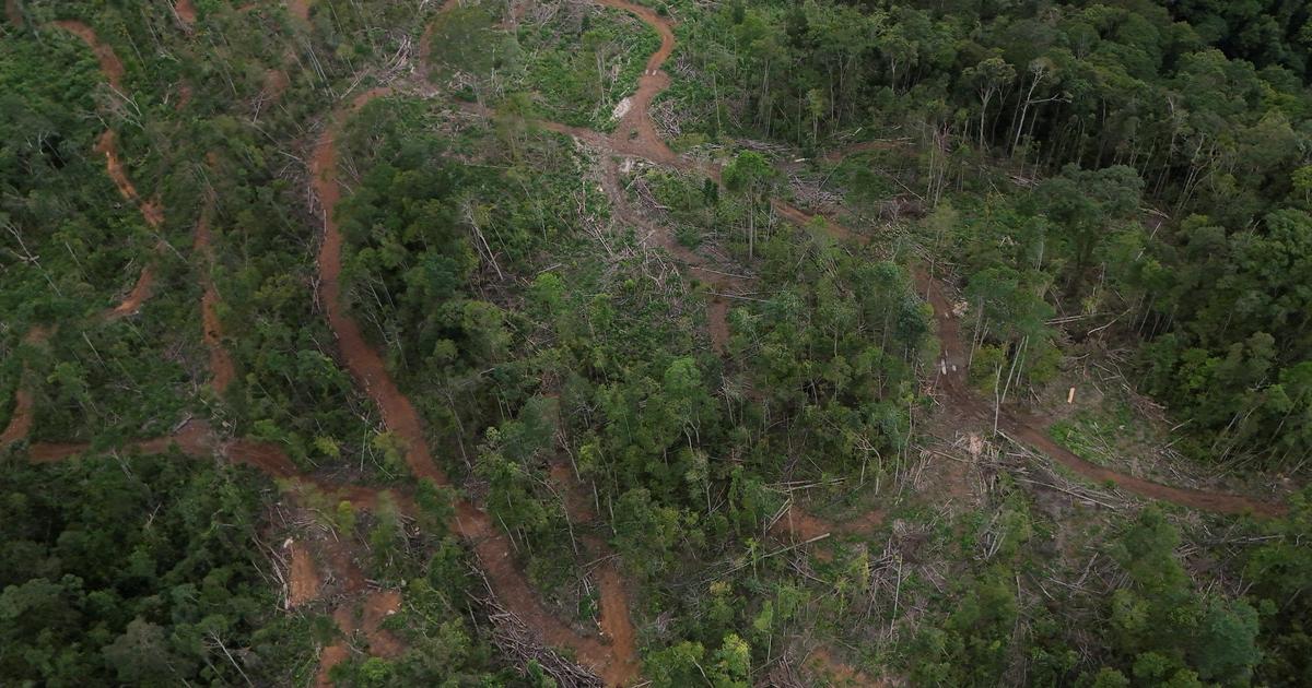 Climat : le fléau de la «petite déforestation» dans les zones tropicales