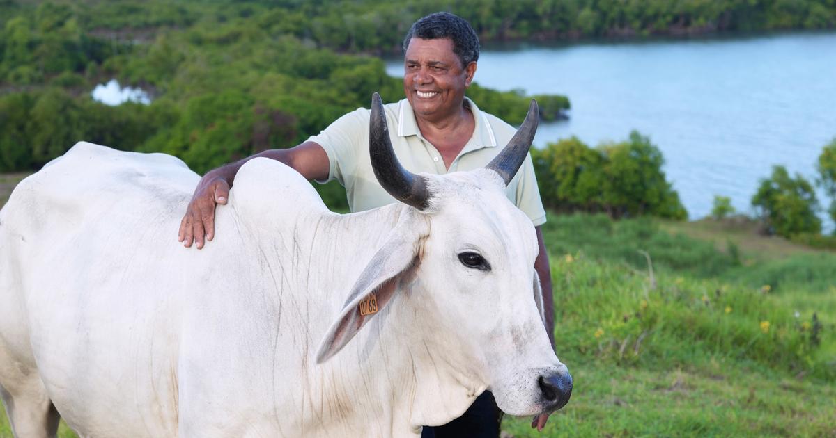 Dermatose bovine : le Salon de l’agriculture n’organisera pas de concours de vaches cette année