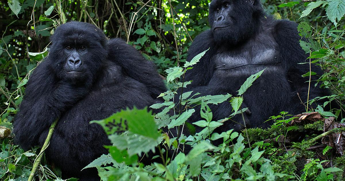 RDC : des jumeaux gorilles de montagne, une espèce rare, sont nés dans le plus ancien parc national d’Afrique