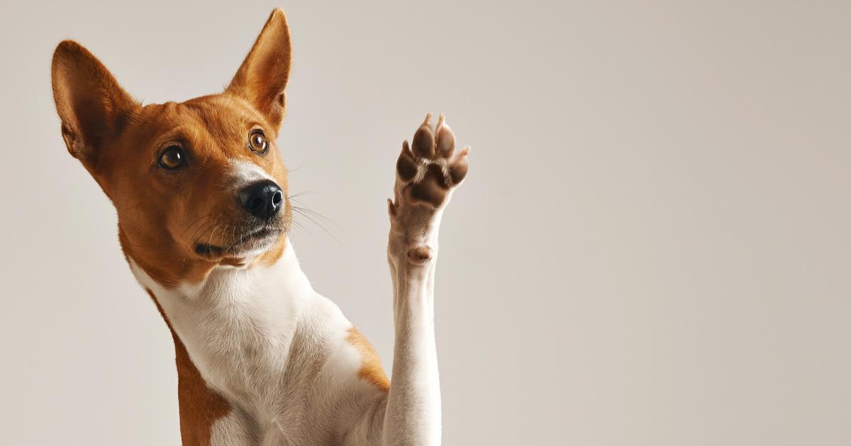 « C’est assez bluffant » : les chiens sont bien plus doués qu’on ne le pense pour le langage humain