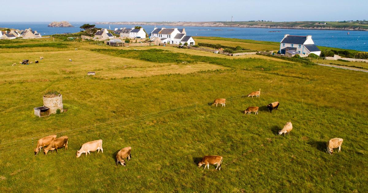 Bière, pastis et agriculture : Ouessant, la renaissance d’une île qui ne veut pas mourir