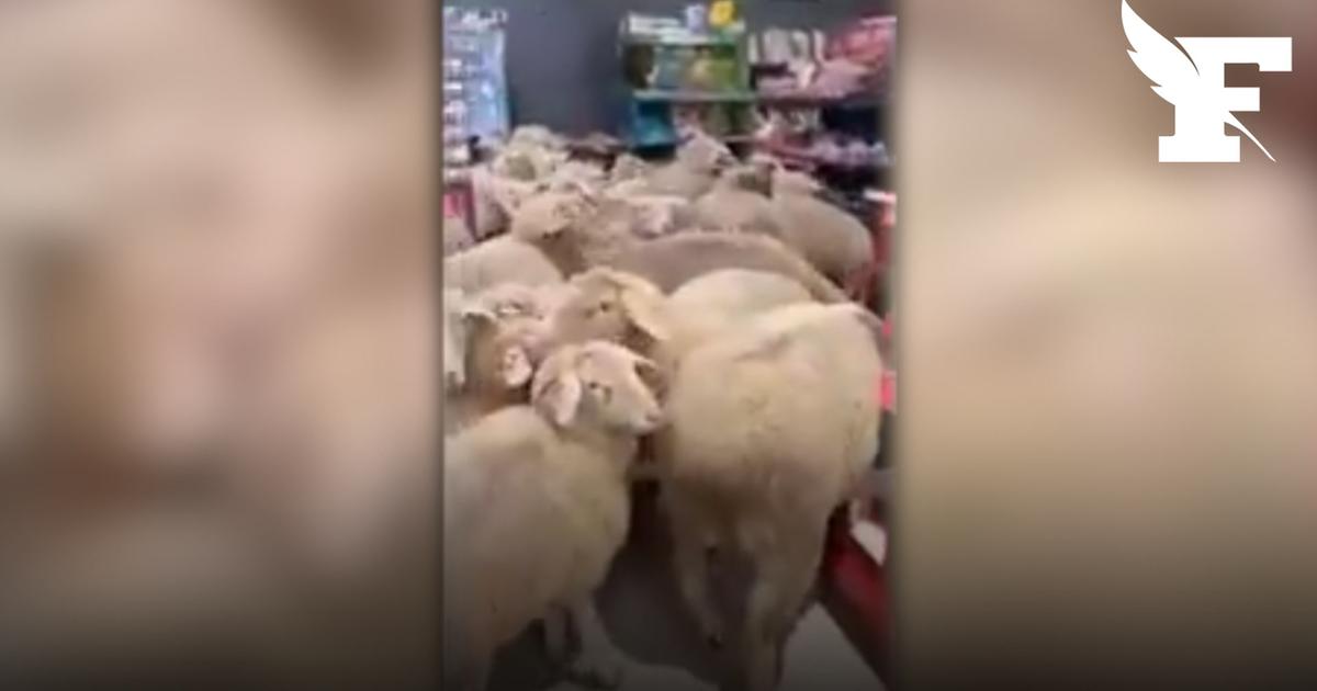 Un troupeau de moutons s’échappe en Allemagne et sème le désordre dans un supermarché