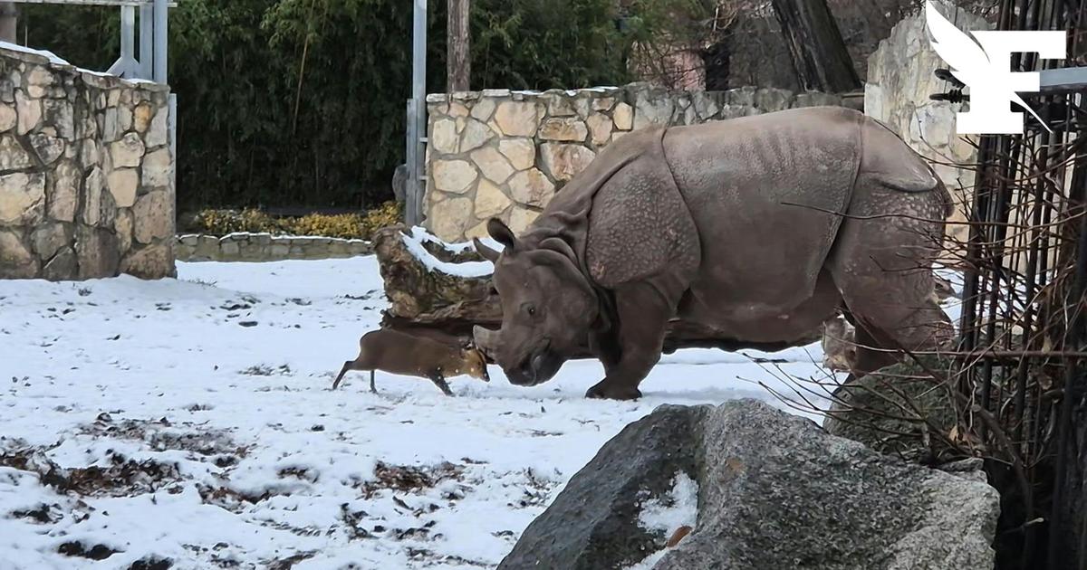En Pologne, les images insolites d’un petit cerf de quelques kilos défiant un rhinocéros dans un zoo