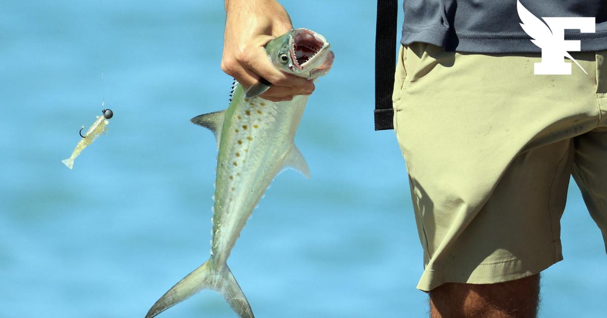 L’obligation d’enregistrement pour les pêcheurs de loisirs reportée de quelques semaines en raison de problèmes techniques