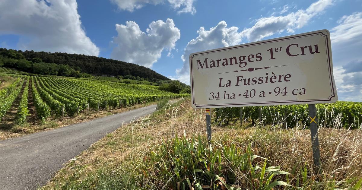 «L’idée n’est pas de vendre du vin à 100 euros» : dans les Maranges, le visage d’une Bourgogne authentique restée fidèle aux prix sages