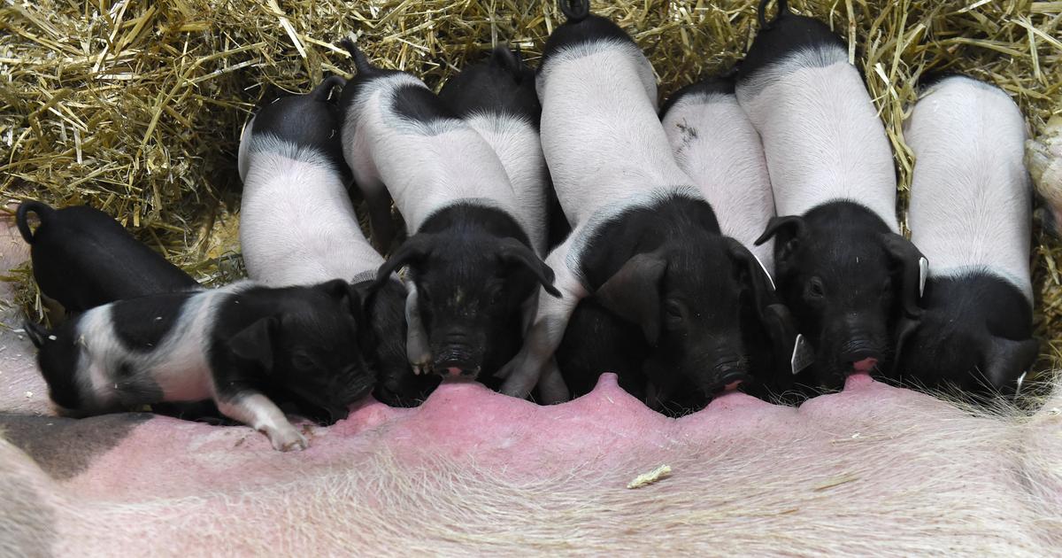 Salon de l’agriculture : après les vaches, des brebis et des porcs également absents