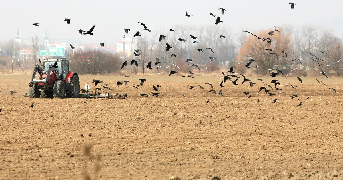 Les oiseaux sont plus nombreux dans les champs pauvres en pesticides