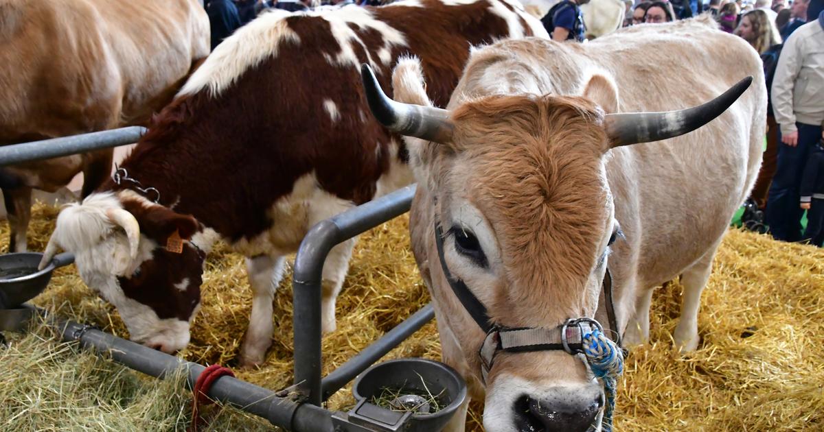 Garde Républicaine, transhumance de moutons, dressage d’excellence...: comment le Salon de l'agriculture tente de pallier l’absence des vaches