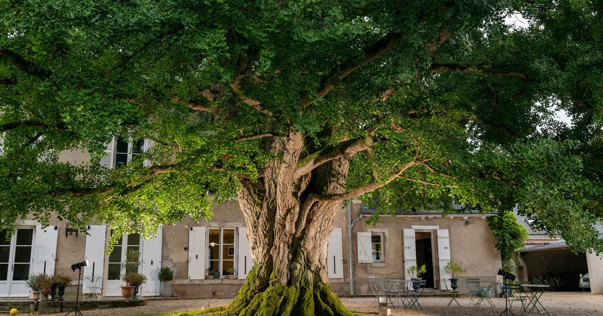 « On n’a pas acheté une maison, on a acheté un arbre ! » : l’incroyable histoire de l’arbre de l’année