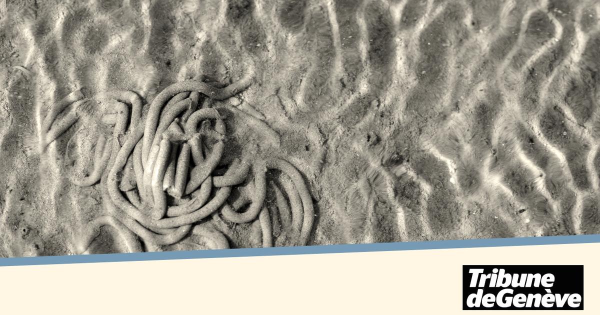 Incendie de Crans-Montana : des grands brûlés seront soignés grâce à ce ver marin