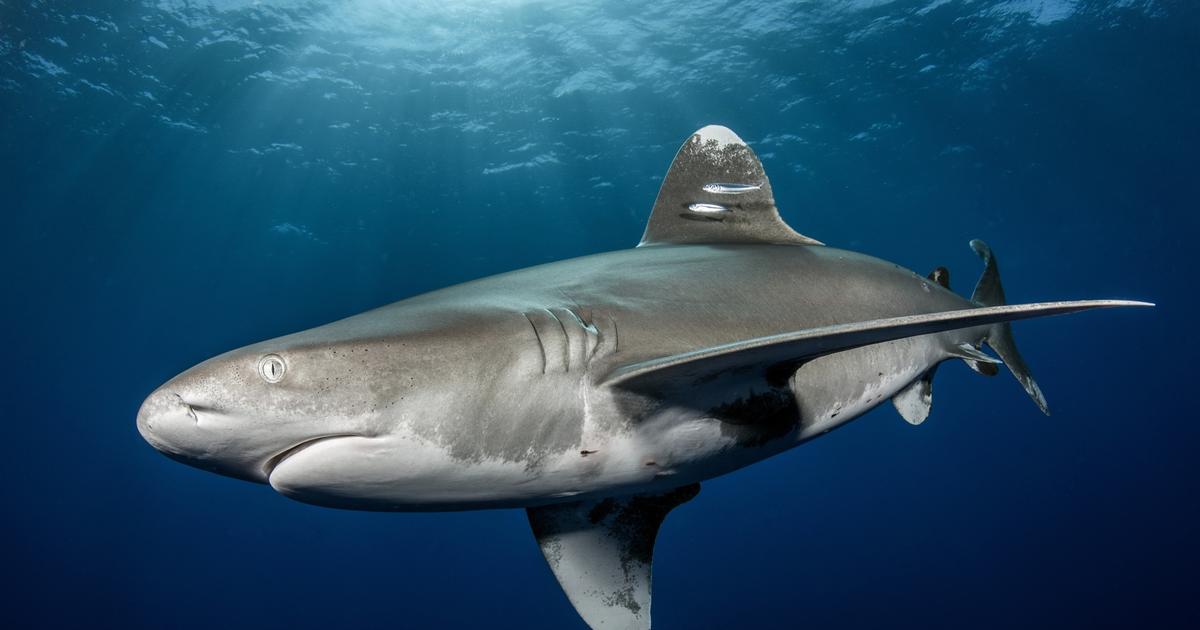 En Australie, un adolescent gravement blessé par un requin