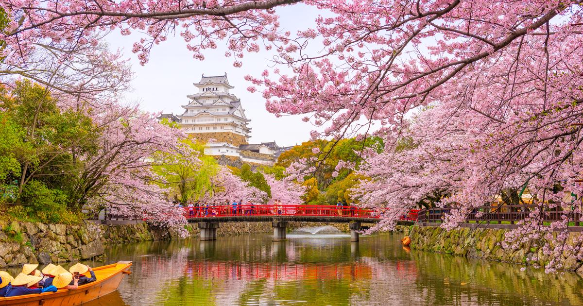 Au Japon, les cerisiers seront en fleurs plus tôt en 2026