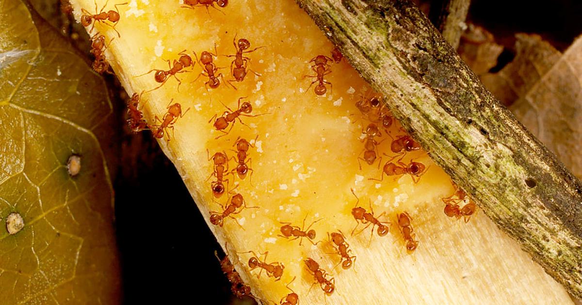 Minuscules, dangereuses, classées parmi les 100 pires espèces invasives au monde... Pourquoi les fourmis électriques pourraient-elles proliférer en France ?