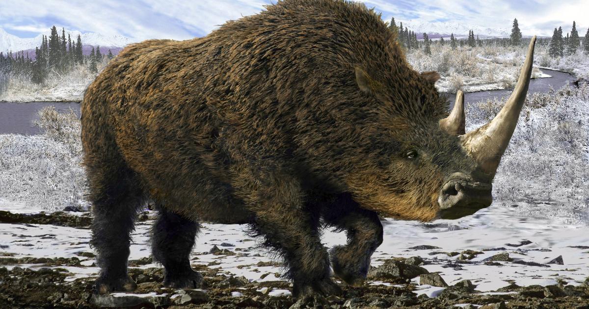 De la viande de rhinocéros laineux découverte dans le ventre d’un loup en Sibérie