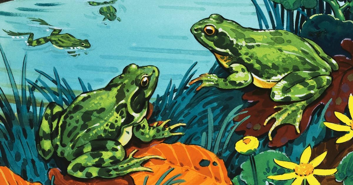 Soigner son manque de concentration en regardant des grenouilles : la salutaire leçon d’Apolline Guillot
