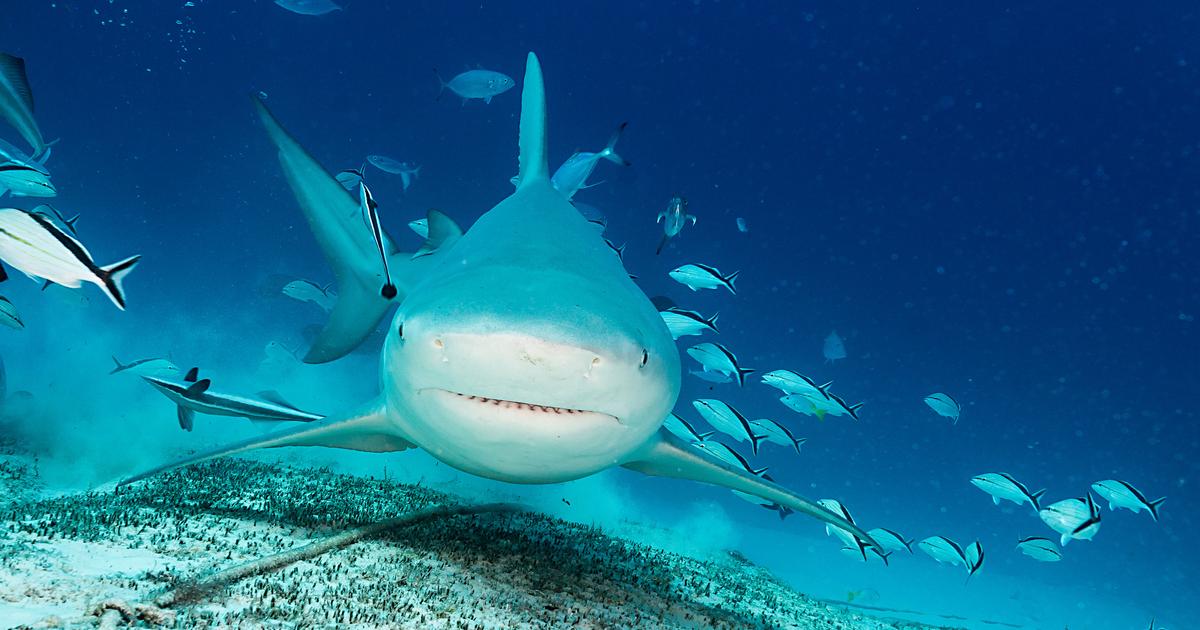 «Restez hors de l’eau» : les attaques de requins terrorisent les Australiens, les secouristes appellent à éviter les plages