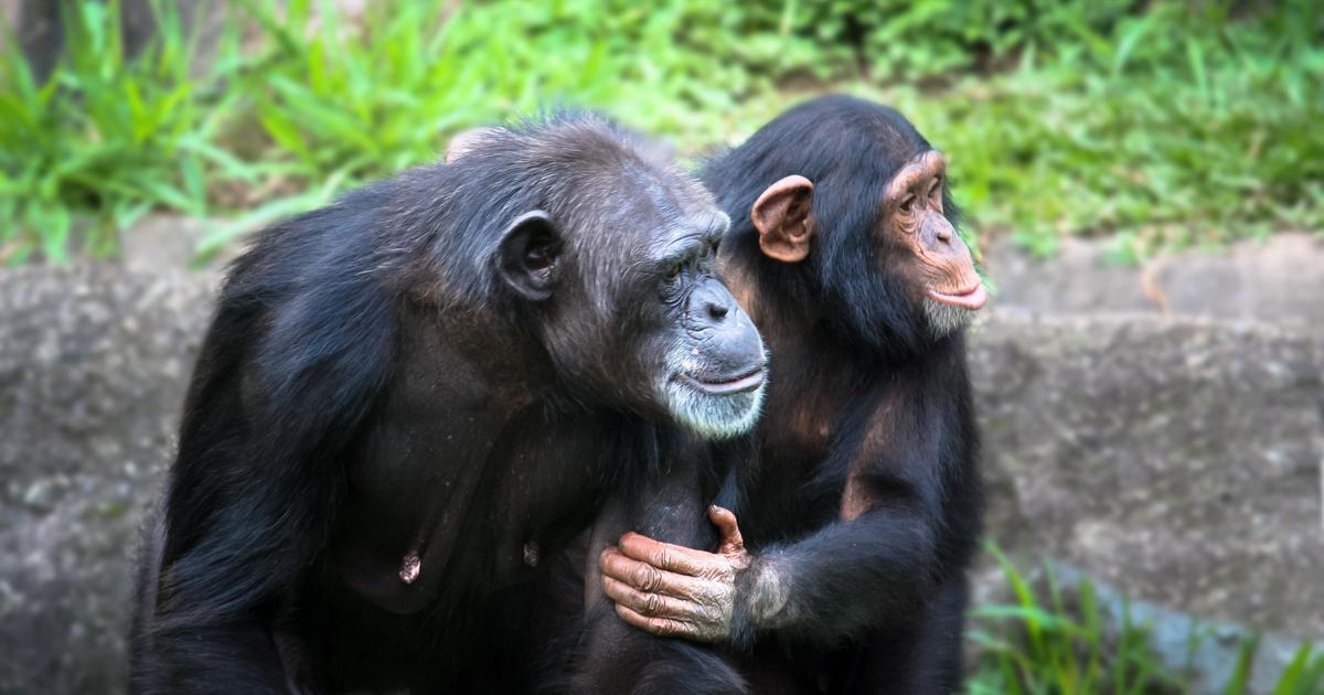 «J’ai dit non» : ces Sénégalais qui ont fui les mines d’or pour protéger 35 chimpanzés