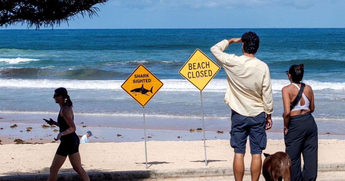 Australie : un adolescent de 12 ans meurt des suites d’une attaque de requin à Sydney