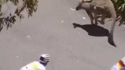 Cyclisme : «Comme une balle de flipper lancée dans le peloton», deux kangourous sèment la zizanie sur le Tour Down Under
