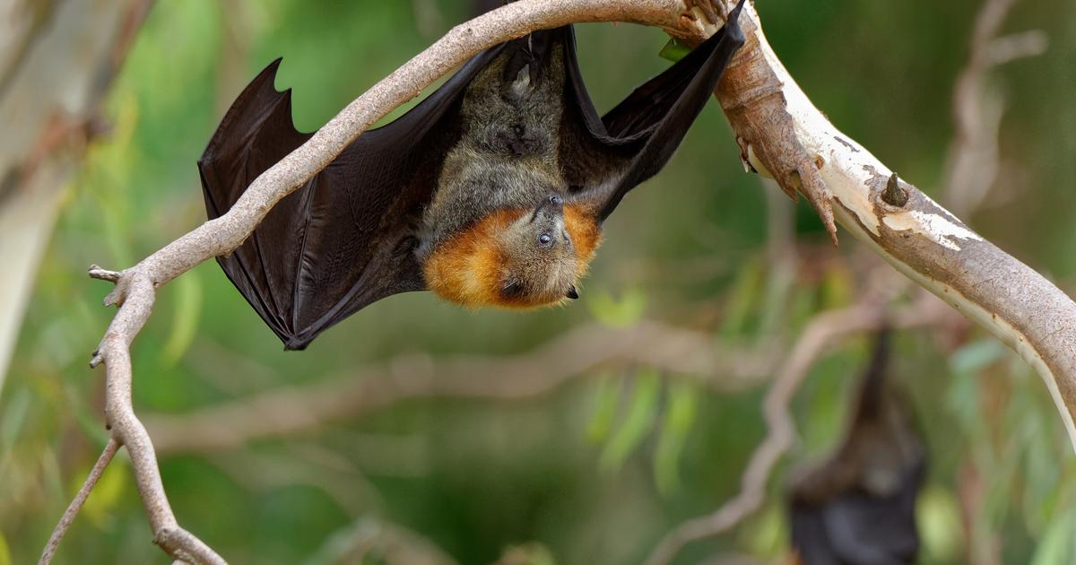 Doit-on s’inquiéter du virus Nipah, transmis par les chauves-souris et qui refait surface en Inde ?
