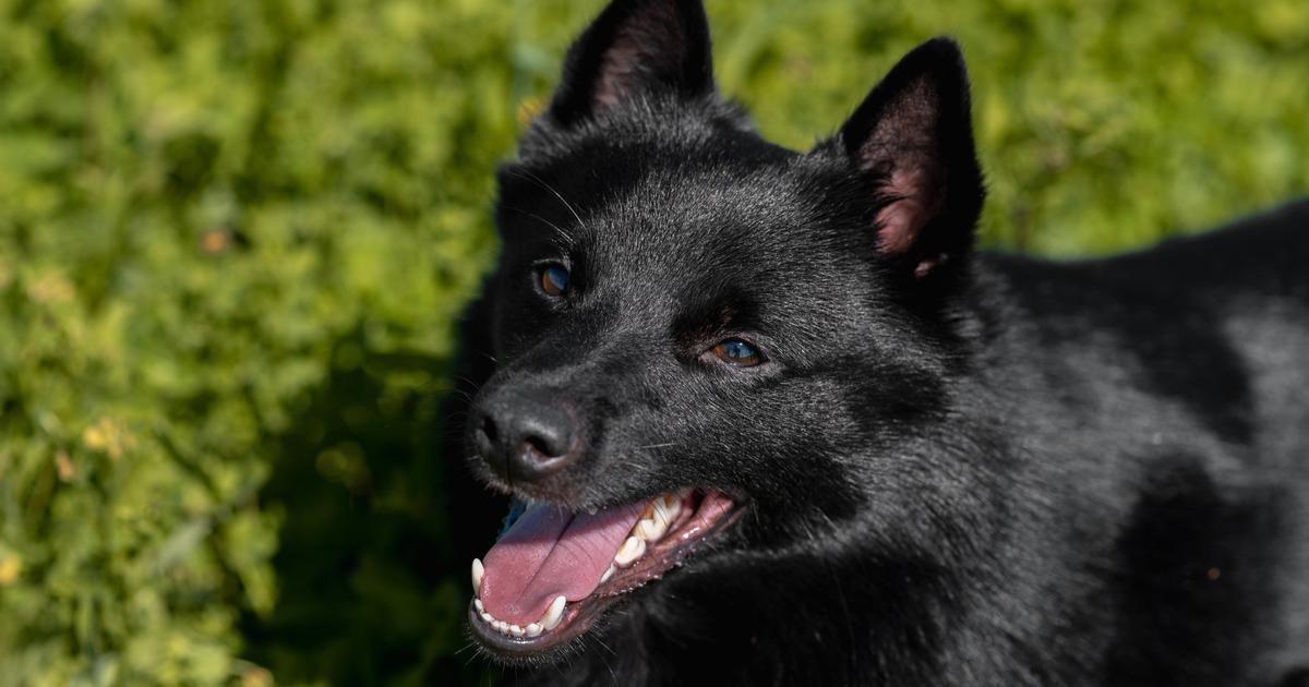 le-schipperke-ce-petit-chien-de-garde-loyal-et-affectueux-qui-veille