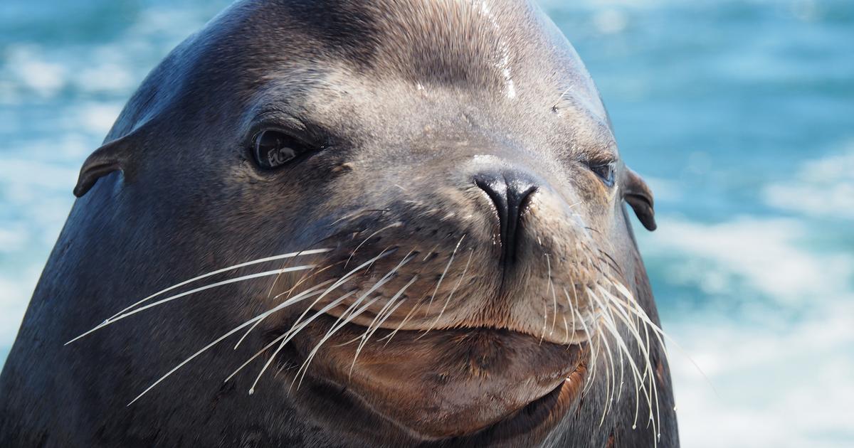 Confetti, l’otarie invincible : après deux balles dans la tête, elle survit à une maladie grave